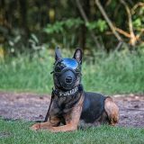 Diensthund Duke mit Schutzbrille bei einer Übung